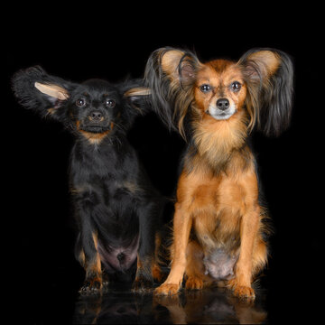 beautiful russian toy dog with puppy posing together on black studio background