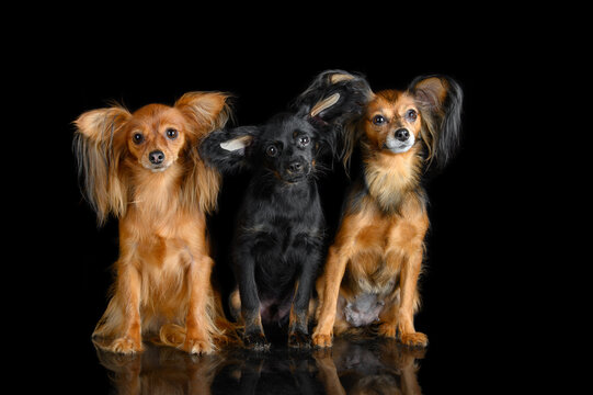 three beautiful russian toy terrier dogs sitting together on black studio background