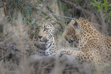 Portrait of a leopard with another leopard nearby