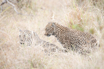 Two leopards confronting each other before mating