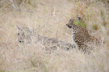 Two leopards confronting each other before mating