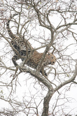 Leopard climbing a large tree