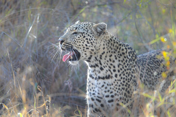 Portrait of an African leopard