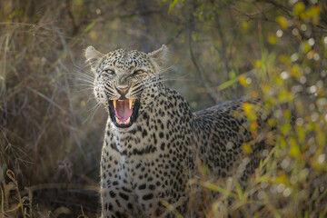 African leopard yawning