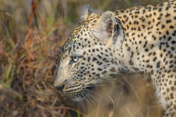 Portrait of the face of an African leopard