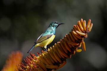 Collared sunbird perched on a flowering aloe