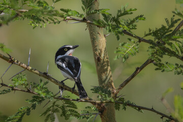 Chinspot batis perched on thorn tree branch