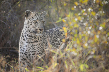 Portrait of a leopard walking around in the bush