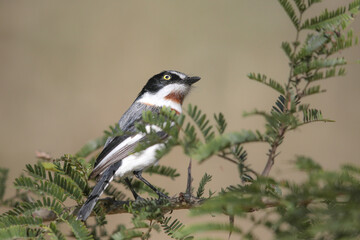 Chinspot batis perched on thorn tree branch