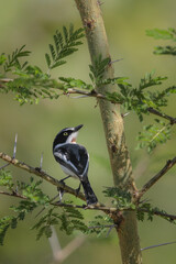 Chinspot batis perched on thorn tree branch