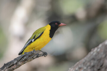 Black-headed oriole with strong colorful plumage