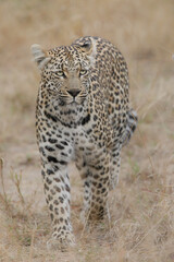 Portrait of a leopard walking around in the bush