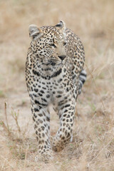 Portrait of a leopard walking around in the bush