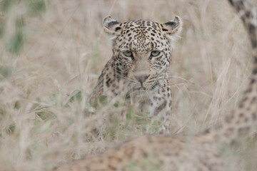 Portrait of the face of an African leopard