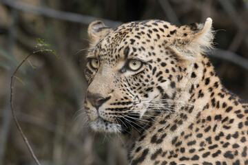 Portrait of the face of an African leopard