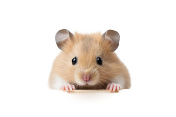 Hamster Pocket Explorer on a White or Clear Surface PNG Transparent Background - obrazy, fototapety, plakaty