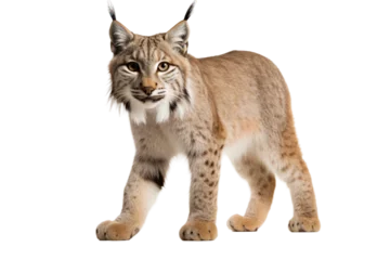 Fotobehang Lynx Silent Stalker on a White or Clear Surface PNG Transparent Background © Usama