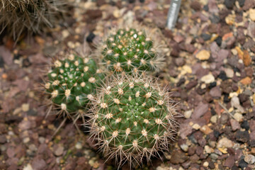 Orange crown cactus or Rebutia Fiebrigii plant in Saint Gallen in Switzerland