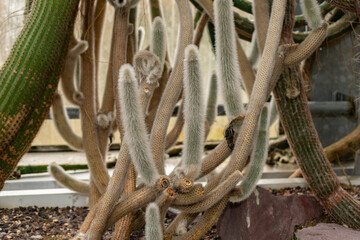 Cleistocactus Ritteri plant in Saint Gallen in Switzerland