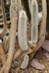Cleistocactus Ritteri plant in Saint Gallen in Switzerland