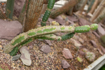 Harrisia Jusbertii cactus in Saint Gallen in Switzerland