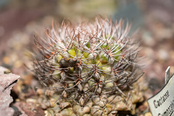 Naklejka na ściany i meble Gymnocalycium Ochoterenae cactus in Saint Gallen in Switzerland