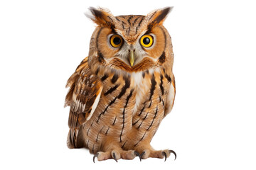 Fototapeta premium Owl Nocturnal Hunter on a White or Clear Surface PNG Transparent Background