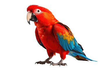 Fototapeta premium Brazilian Parrot on a White or Clear Surface PNG Transparent Background