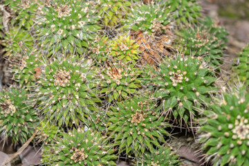 Mother of hundreds or Mammillaria Compressa cactus in Saint Gallen in Switzerland