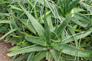 Aloe Dyeri plant in Saint Gallen in Switzerland