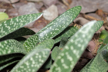 Gasteria Baylissiana plant in Saint Gallen in Switzerland