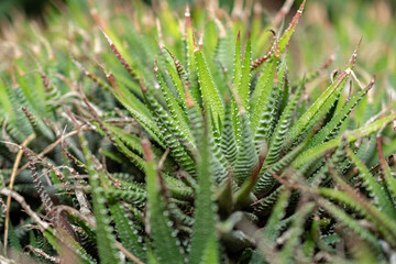 Haworthia Fasciata plant in Saint Gallen in Switzerland