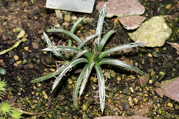 Agave Filifera plant in Saint Gallen in Switzerland