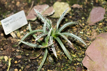 Agave Filifera plant in Saint Gallen in Switzerland