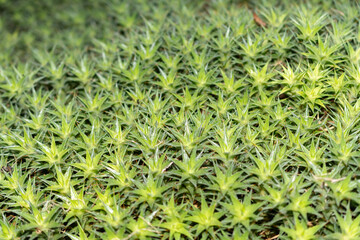 Obraz premium Abromeitiella Brevifolia plant in Saint Gallen in Switzerland