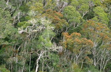 forêt primaire tropicale, Parc National Andasibé Mantadia, Madagascar