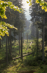 Parc national , Bayerischer Wald , Bavière , Allemagne