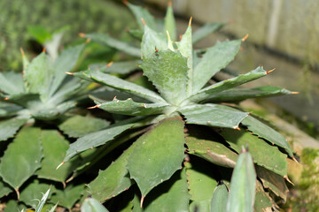 Agave Isthmensis plant in Saint Gallen in Switzerland