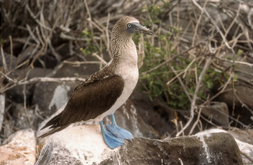 Fou à pieds bleus, .Sula nebouxii, Blue footed Booby, Archipel des Galapagos