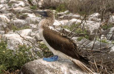 Fou à pieds bleus, .Sula nebouxii, Blue footed Booby, Archipel des Galapagos