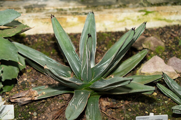 Obraz premium Queen Victoria agave or Agave Victoriae-reginae plant in Saint Gallen in Switzerland