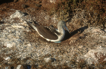 Fou à pieds bleus, nid,.Sula nebouxii, Blue footed Booby, Archipel des Galapagos