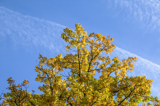 Herbstlich gefärbte Zweige eines Ahornbaumes Acer vor blauem Himmel mit auflösenden Kondensstreifen 