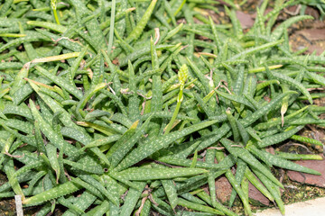 Aloe Ellenbeckii plant in Saint Gallen in Switzerland