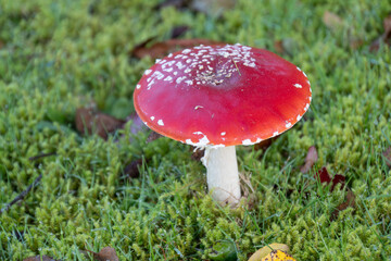 fly mushroom