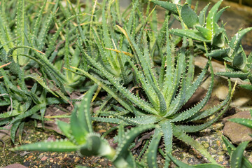 Spider aloe or Aloe Humilis plant in Saint Gallen in Switzerland