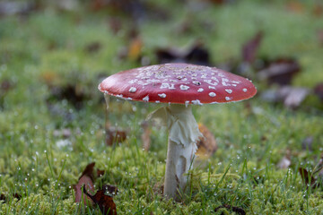 fly agaric mushroom