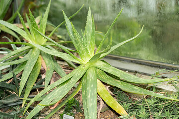 Fototapeta premium Aloe Graminicola plant in Saint Gallen in Switzerland