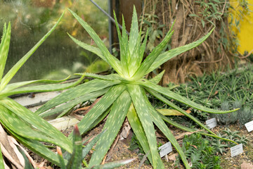 Aloe Graminicola plant in Saint Gallen in Switzerland