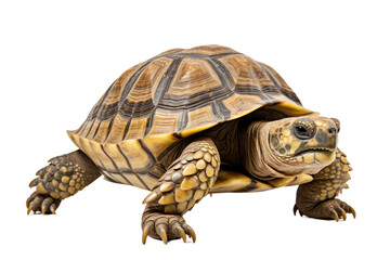 Obraz premium Tortoise Land Dwelling Survivor on a White or Clear Surface PNG Transparent Background